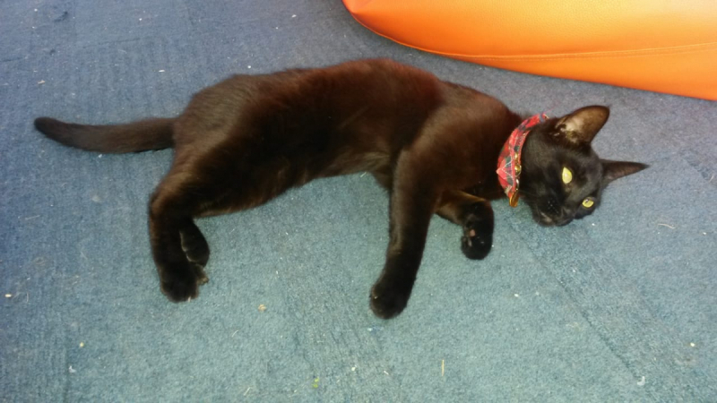 Кошки в нашей жизни. Кошки и все, что с ними связано.