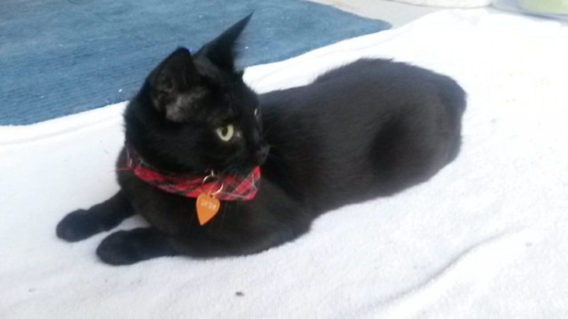 Кошки в нашей жизни. Кошки и все, что с ними связано.