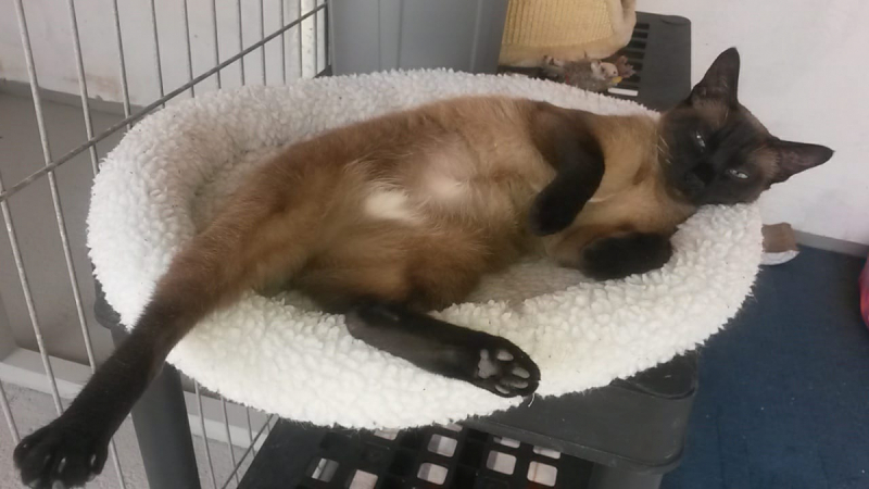 Кошки в нашей жизни. Кошки и все, что с ними связано.