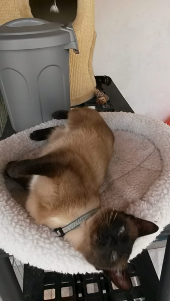 Кошки в нашей жизни. Кошки и все, что с ними связано.