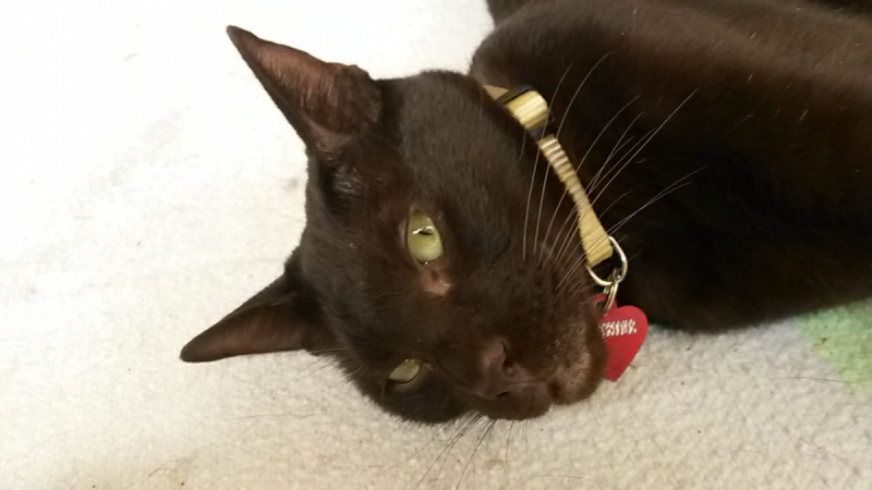 Кошки в нашей жизни. Кошки и все, что с ними связано.