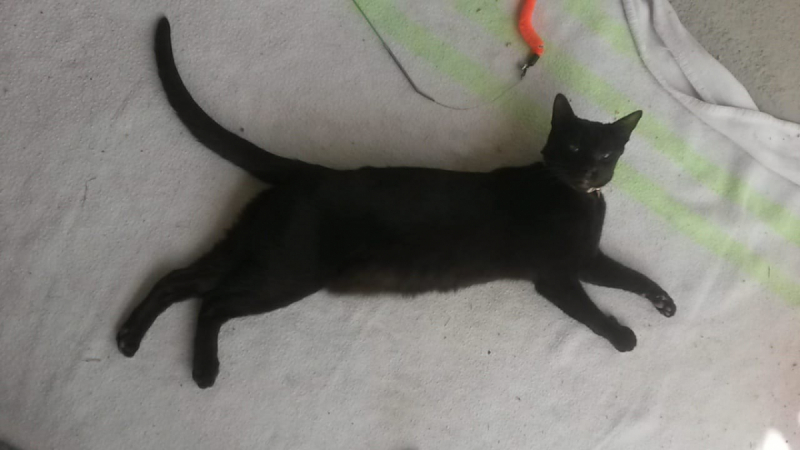 Кошки в нашей жизни. Кошки и все, что с ними связано.