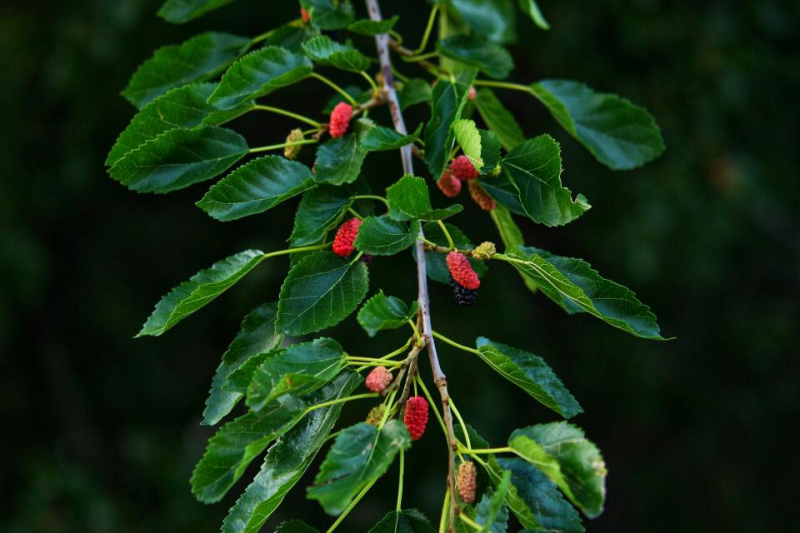 Автостопом из Чечни в Дагестан