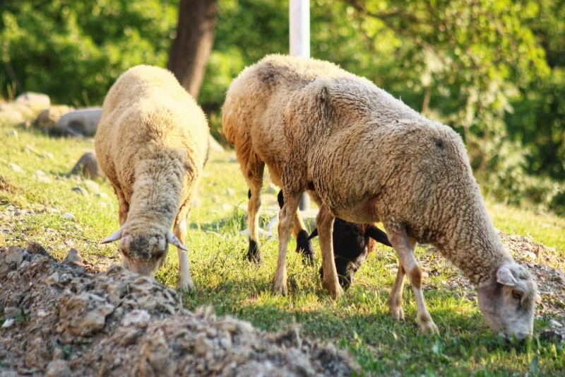 Автостопом из Чечни в Дагестан