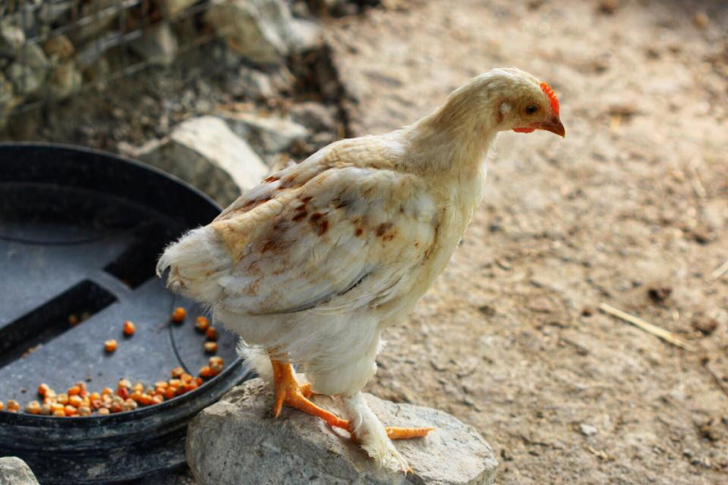 Автостопом из Чечни в Дагестан