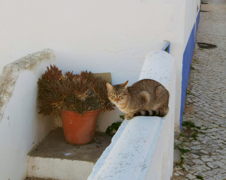 Via Algarviana + Rota Vicentina, февраль 2018
