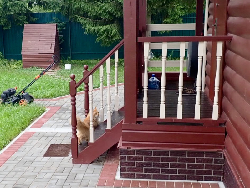 Кошки в нашей жизни. Кошки и все, что с ними связано.