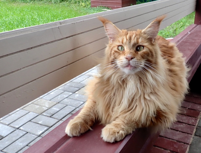 Кошки в нашей жизни. Кошки и все, что с ними связано.