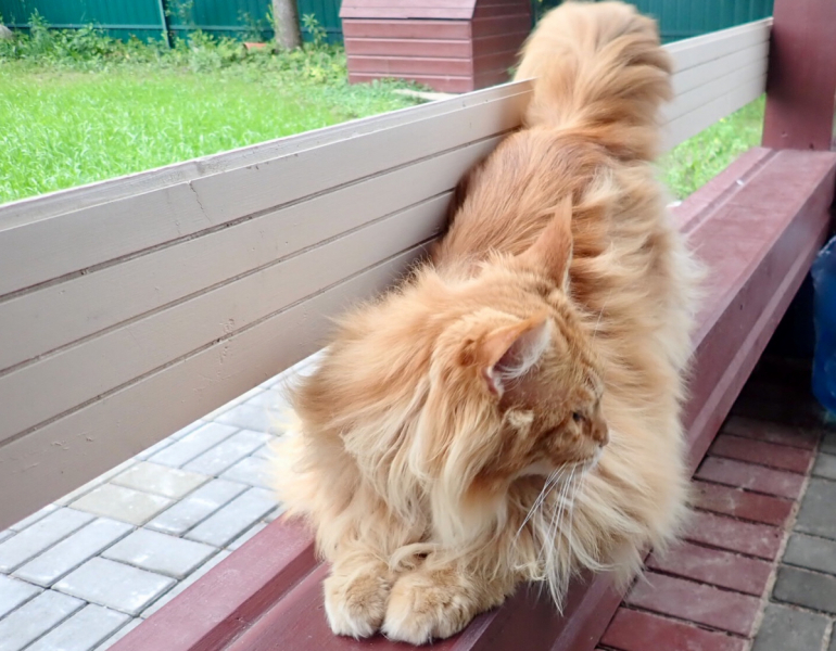 Кошки в нашей жизни. Кошки и все, что с ними связано.