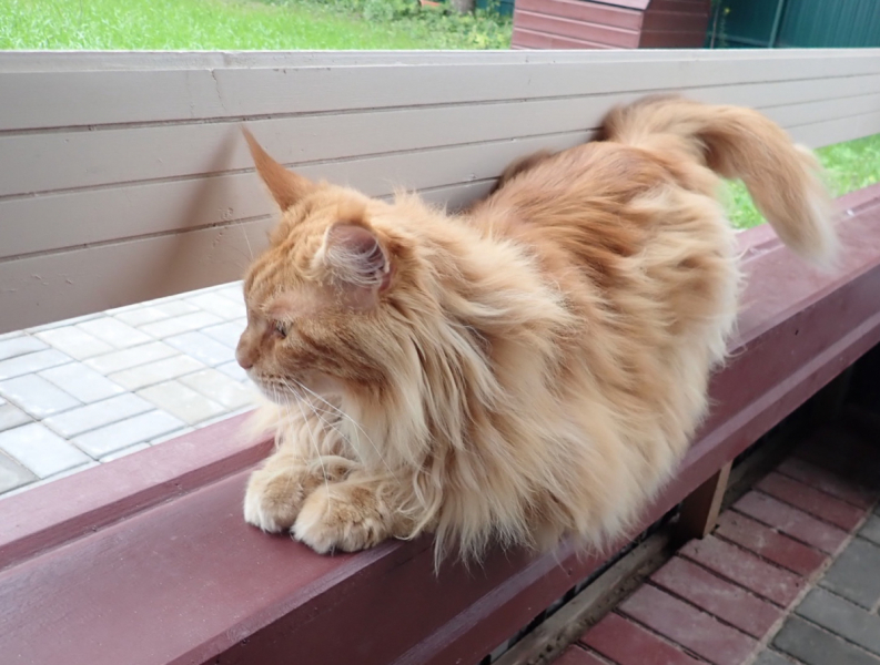 Кошки в нашей жизни. Кошки и все, что с ними связано.