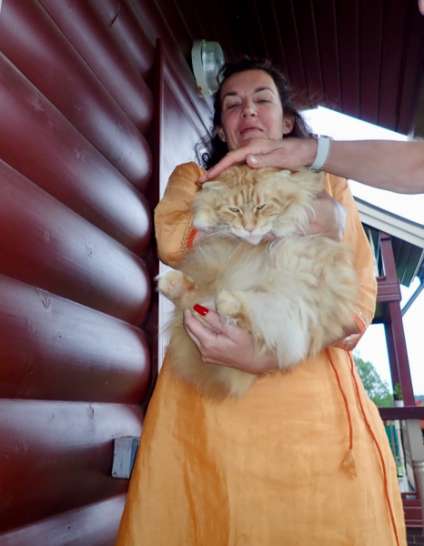 Кошки в нашей жизни. Кошки и все, что с ними связано.