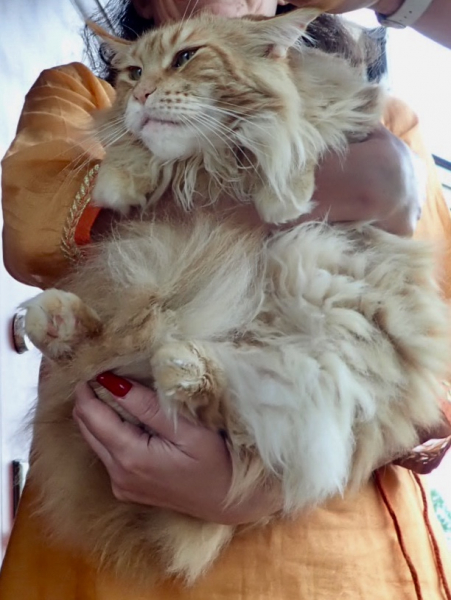 Кошки в нашей жизни. Кошки и все, что с ними связано.