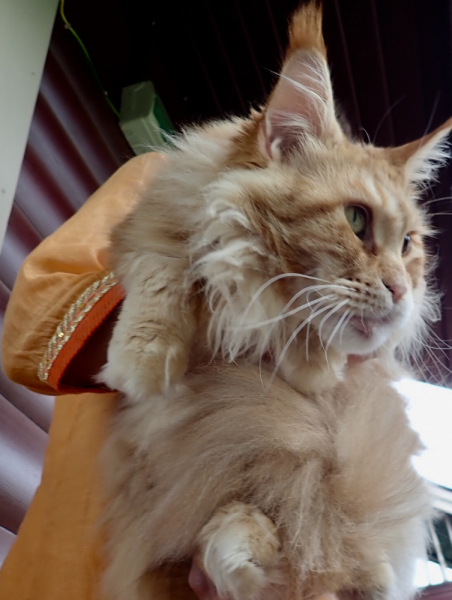 Кошки в нашей жизни. Кошки и все, что с ними связано.