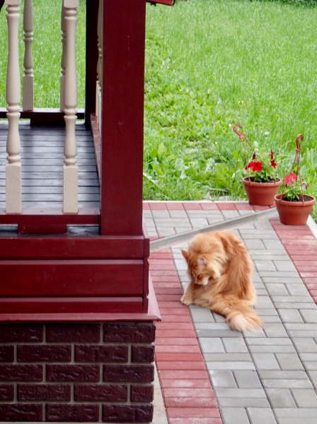 Кошки в нашей жизни. Кошки и все, что с ними связано.