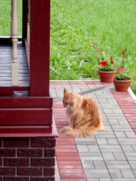 Кошки в нашей жизни. Кошки и все, что с ними связано.