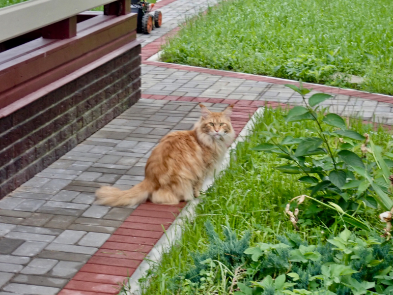 Кошки в нашей жизни. Кошки и все, что с ними связано.