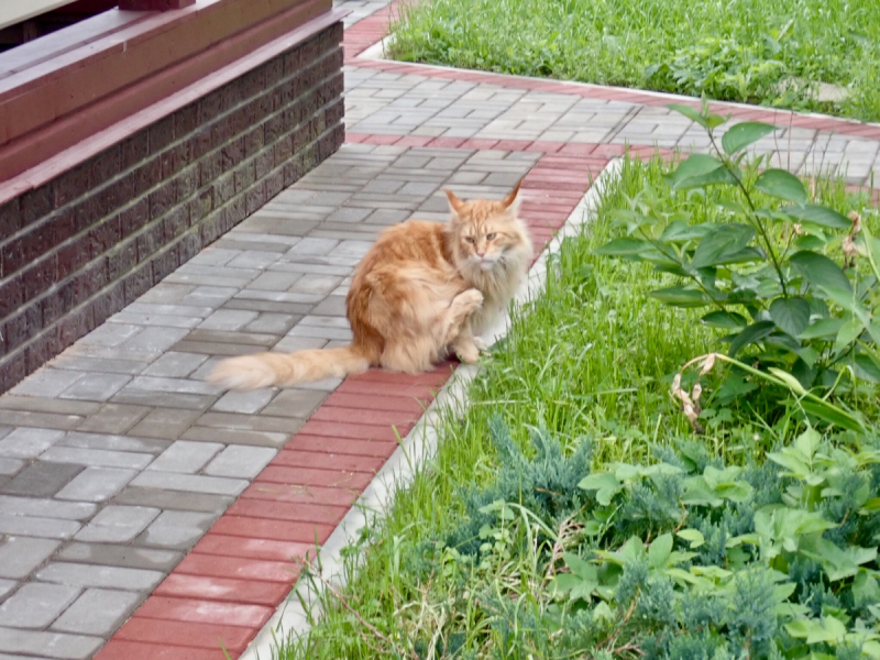 Кошки в нашей жизни. Кошки и все, что с ними связано.