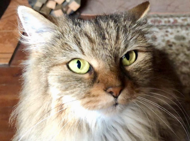 Кошки в нашей жизни. Кошки и все, что с ними связано.