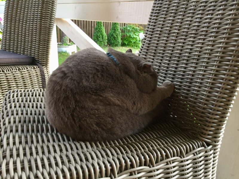 Кошки в нашей жизни. Кошки и все, что с ними связано.