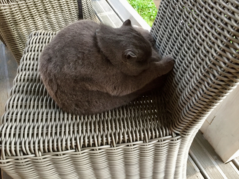 Кошки в нашей жизни. Кошки и все, что с ними связано.