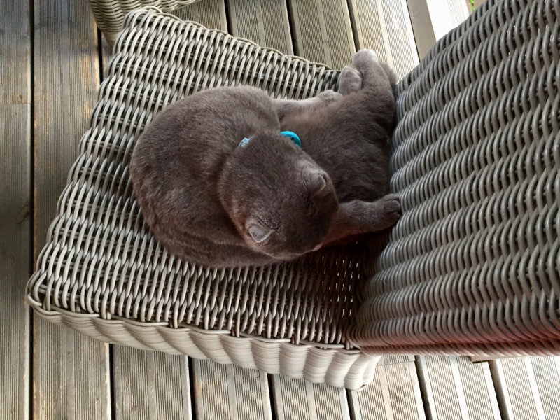 Кошки в нашей жизни. Кошки и все, что с ними связано.