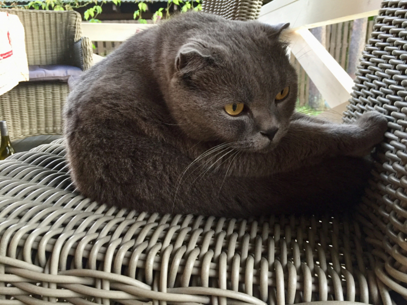 Кошки в нашей жизни. Кошки и все, что с ними связано.