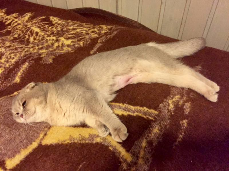 Кошки в нашей жизни. Кошки и все, что с ними связано.