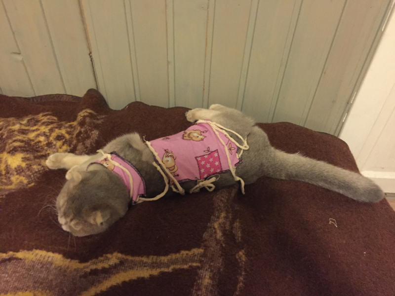 Кошки в нашей жизни. Кошки и все, что с ними связано.