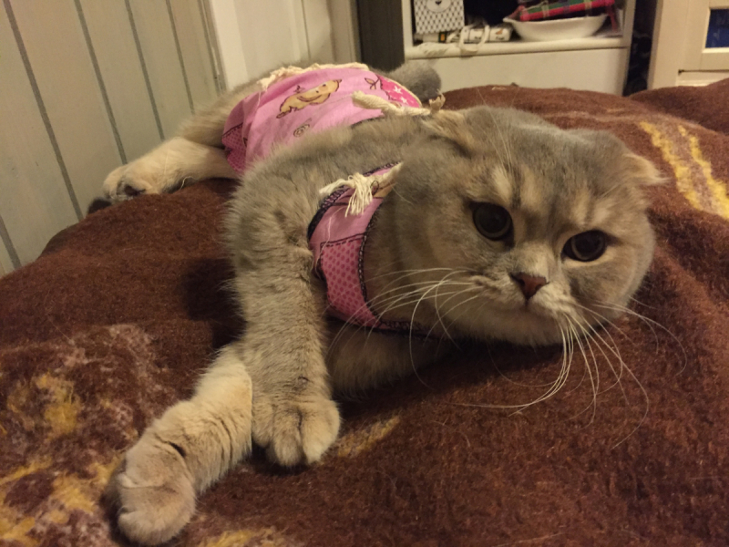 Кошки в нашей жизни. Кошки и все, что с ними связано.