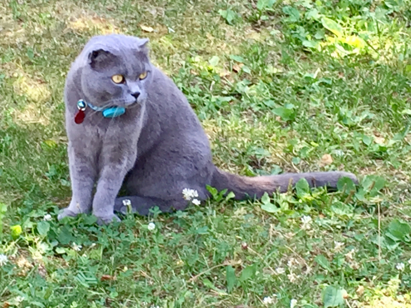 Кошки в нашей жизни. Кошки и все, что с ними связано.
