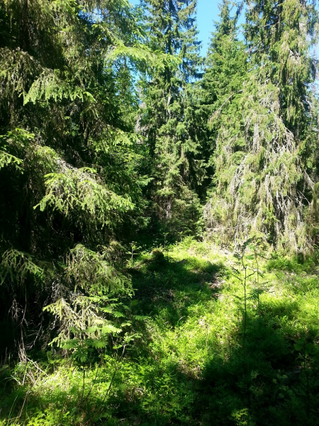 Россия времен ЧМ по футболу 2018: Москва-Коломна-СПб-Карелия-Соловки-Кронштадт-СПб