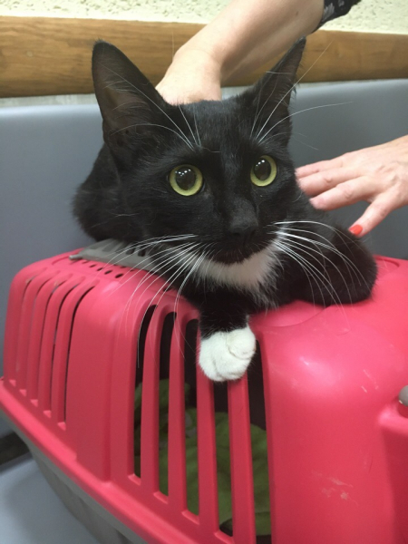 Кошки в нашей жизни. Кошки и все, что с ними связано.