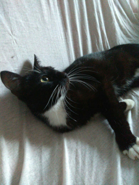 Кошки в нашей жизни. Кошки и все, что с ними связано.