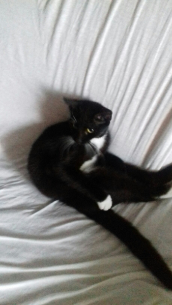 Кошки в нашей жизни. Кошки и все, что с ними связано.