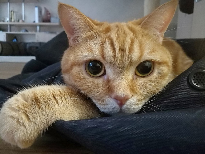 Кошки в нашей жизни. Кошки и все, что с ними связано.