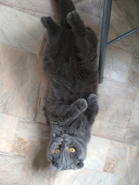 Кошки в нашей жизни. Кошки и все, что с ними связано.