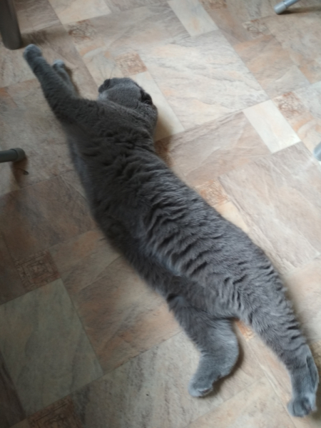 Кошки в нашей жизни. Кошки и все, что с ними связано.