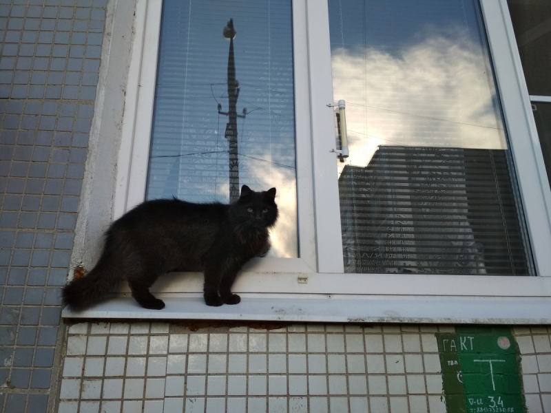 Кошки в нашей жизни. Кошки и все, что с ними связано.