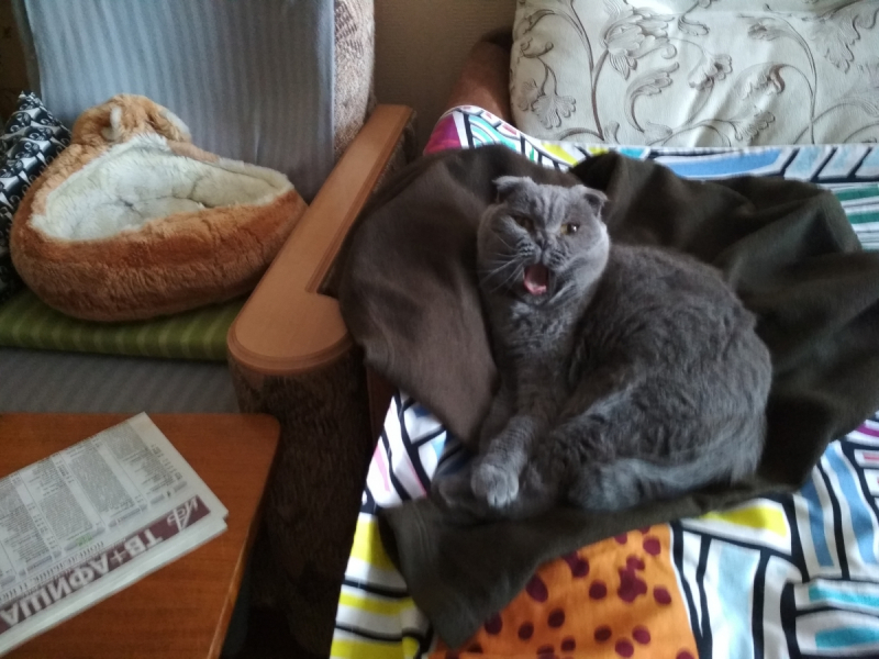 Кошки в нашей жизни. Кошки и все, что с ними связано.