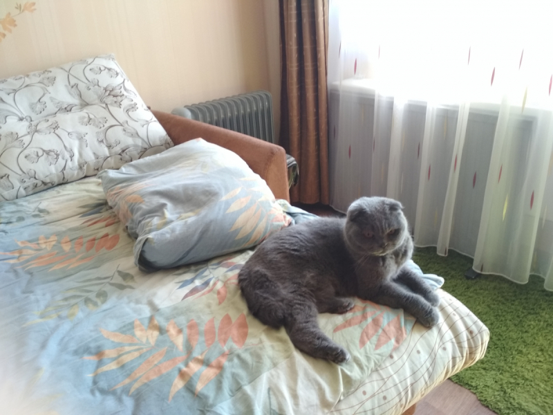 Кошки в нашей жизни. Кошки и все, что с ними связано.