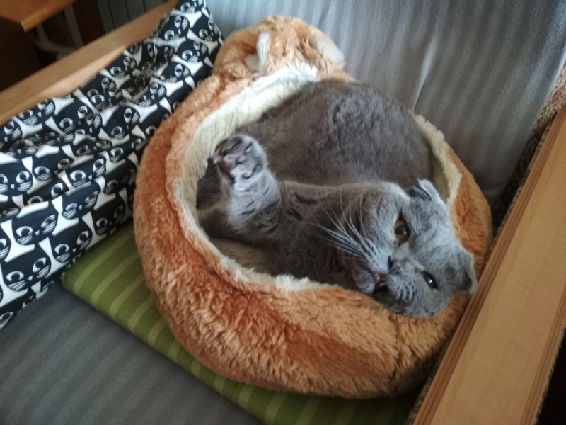 Кошки в нашей жизни. Кошки и все, что с ними связано.