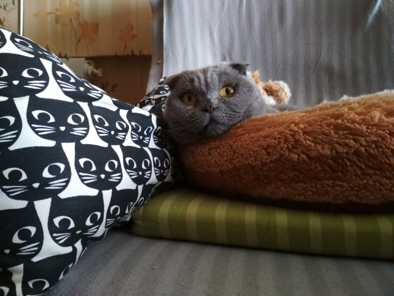 Кошки в нашей жизни. Кошки и все, что с ними связано.