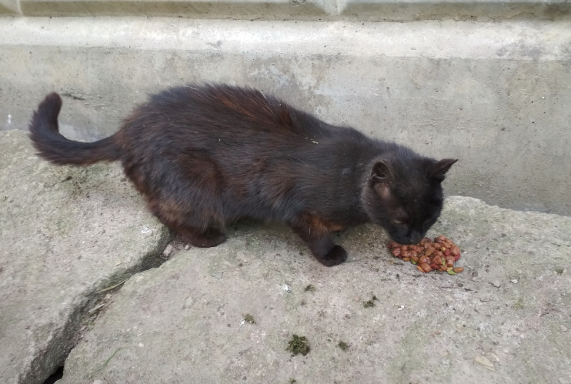 Кошки в нашей жизни. Кошки и все, что с ними связано.
