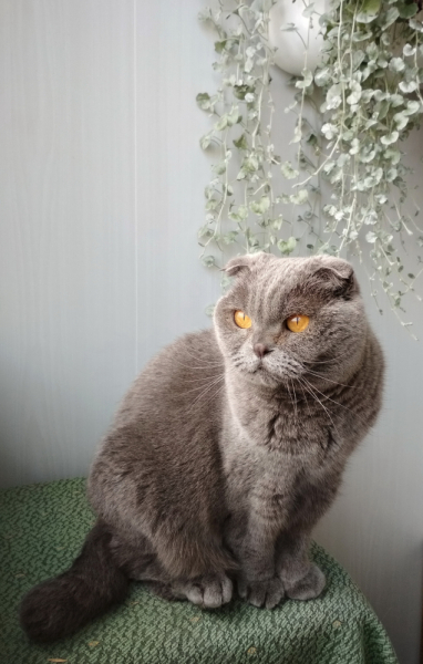 Кошки в нашей жизни. Кошки и все, что с ними связано.