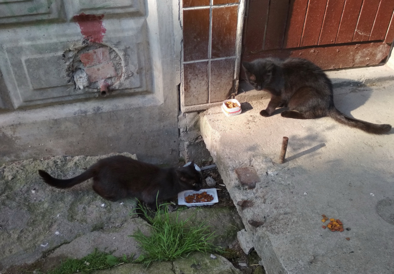 Кошки в нашей жизни. Кошки и все, что с ними связано.