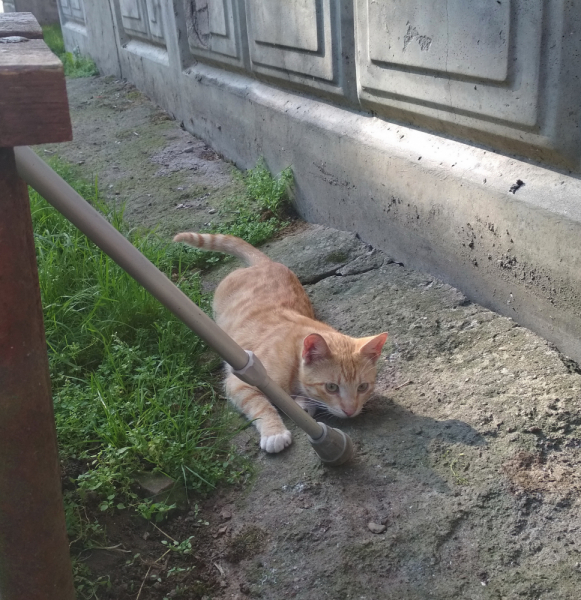 Кошки в нашей жизни. Кошки и все, что с ними связано.