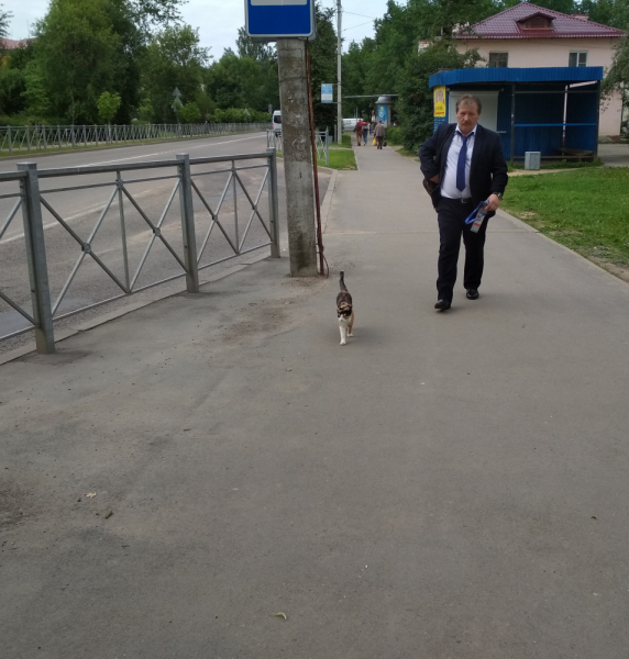 Кошки в нашей жизни. Кошки и все, что с ними связано.
