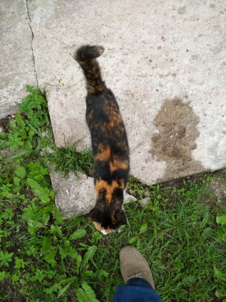 Кошки в нашей жизни. Кошки и все, что с ними связано.