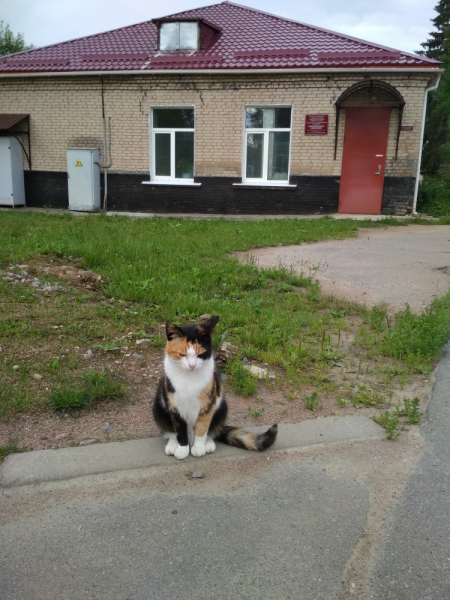 Кошки в нашей жизни. Кошки и все, что с ними связано.