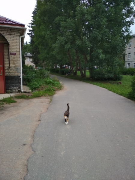 Кошки в нашей жизни. Кошки и все, что с ними связано.